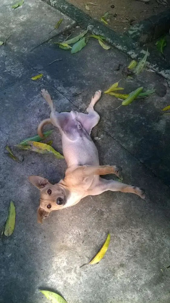 Cachorro raça sem raça definida  idade 7 a 11 meses nome Ted
