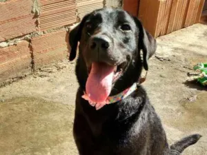 Cachorro raça Mestiça de labrador idade 2 a 6 meses nome Skay