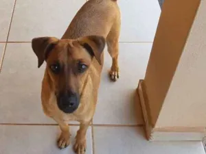 Cachorro raça Sem raça definida idade 1 ano nome Tody