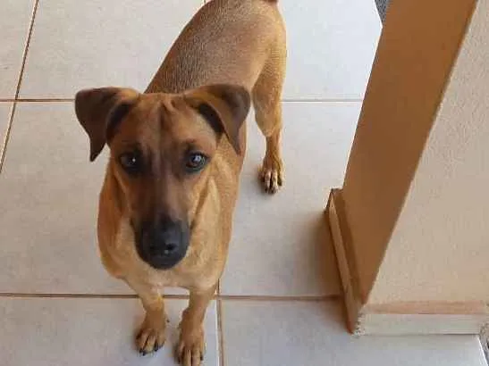 Cachorro ra a Sem raça definida idade 1 ano nome Tody