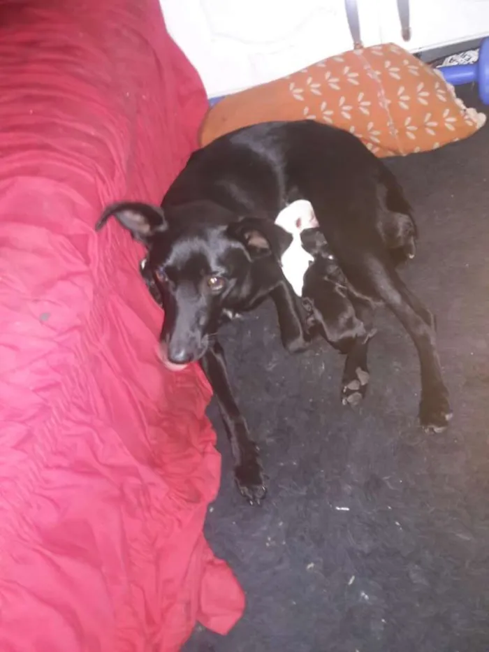 Cachorro raça Srd idade 1 ano nome Bonnie