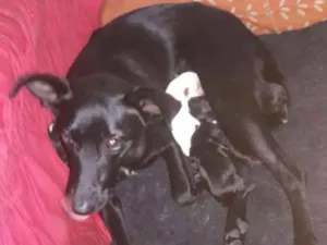 Cachorro raça Srd idade 1 ano nome Bonnie