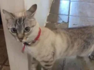 Gato raça sem raça idade 2 anos nome Fantasma