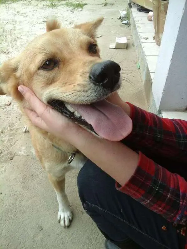 Cachorro ra a Mix de Golden idade 7 a 11 meses nome Brad