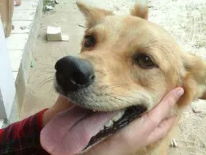 Cachorro raça Mix de Golden idade 7 a 11 meses nome Brad