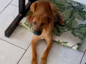 Cachorro raça srd idade 2 a 6 meses nome snoop