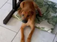 snoop