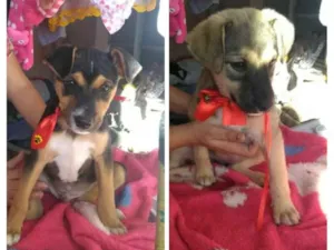 Cachorro raça Srd idade 2 a 6 meses nome João  e Maria 