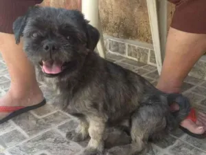 Cachorro raça Shitzu idade 1 ano nome Nick