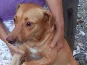 Cachorro raça sem raça definida idade 4 anos nome BOB