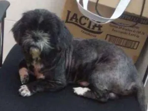 Cachorro raça Shitzu idade 4 anos nome Neymar