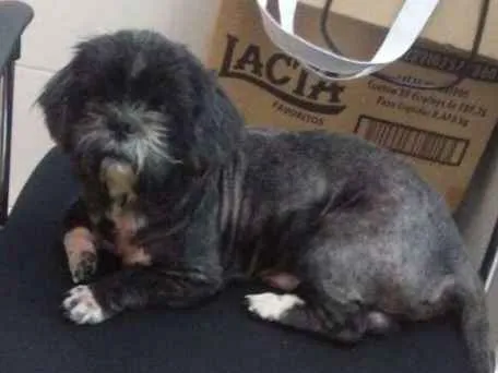 Cachorro ra a Shitzu idade 4 anos nome Neymar