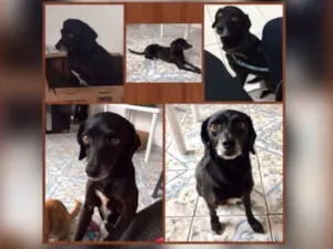 Cachorro raça Vira-lata idade 6 ou mais anos nome Pitty