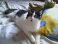 Gatita