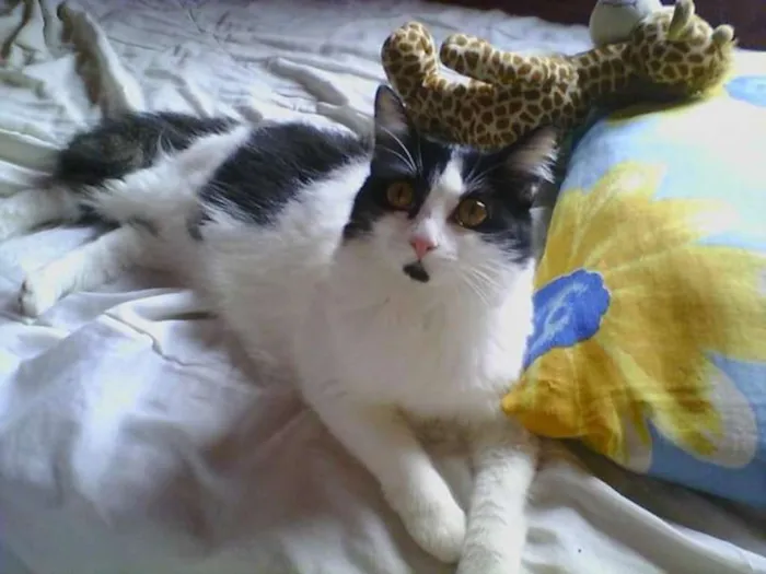 Gato ra a Rnd idade 5 anos nome Gatita
