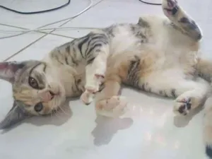 Gato raça ? idade 2 a 6 meses nome Emmy Noether