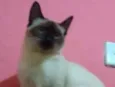 Toninho