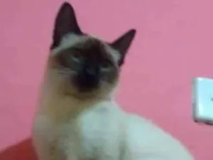Gato raça mestiço com siamês idade 2 a 6 meses nome Toninho