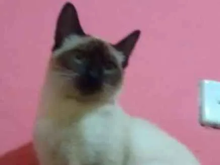 Gato ra a mestiço com siamês idade 2 a 6 meses nome Toninho