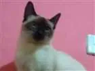 Gato raça mestiço com siamês idade 2 a 6 meses nome Toninho