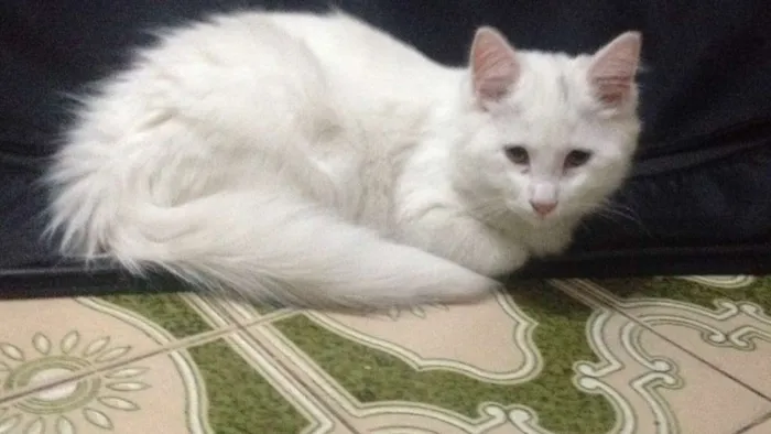 Gato ra a Indefinida idade 2 a 6 meses nome Marie