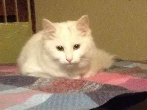 Gato ra a Indefinida idade 2 a 6 meses nome Marie
