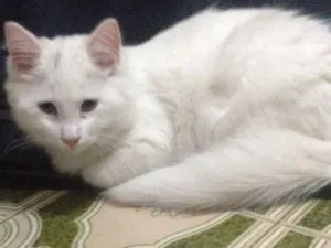 Gato raça Indefinida idade 2 a 6 meses nome Marie