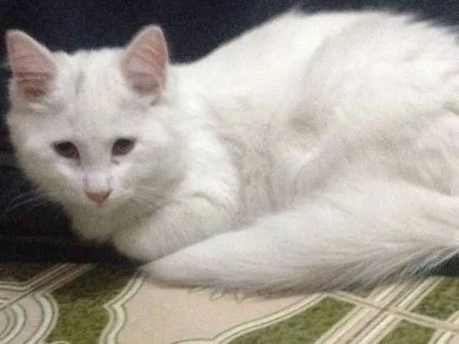 Gato ra a Indefinida idade 2 a 6 meses nome Marie