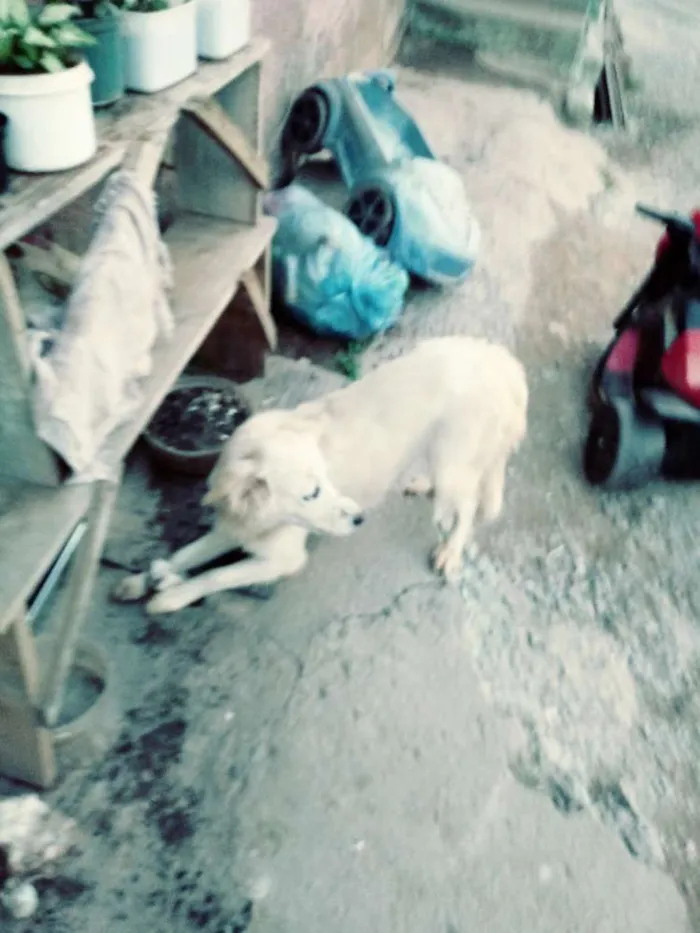 Cachorro ra a Vira lata idade 3 anos nome Animal de rua
