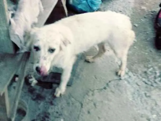 Cachorro ra a Vira lata idade 3 anos nome Animal de rua