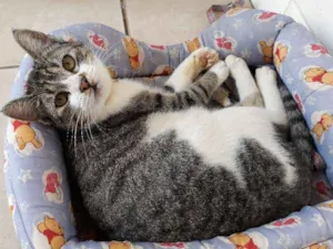 Gato raça Rajada idade 7 a 11 meses nome Lilica