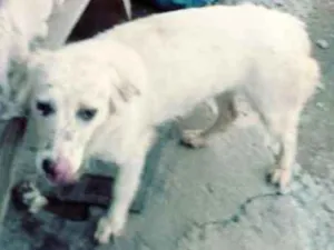 Cachorro raça Vira lata idade 3 anos nome Animal de rua