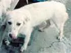 Cachorro raça Vira lata idade 3 anos nome Animal de rua