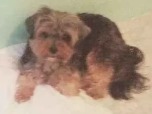 Cachorro raça  idade 2 anos nome Ralph