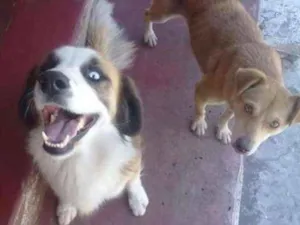 Cachorro raça Sem raça definida  idade 6 ou mais anos nome Piter e Belinha