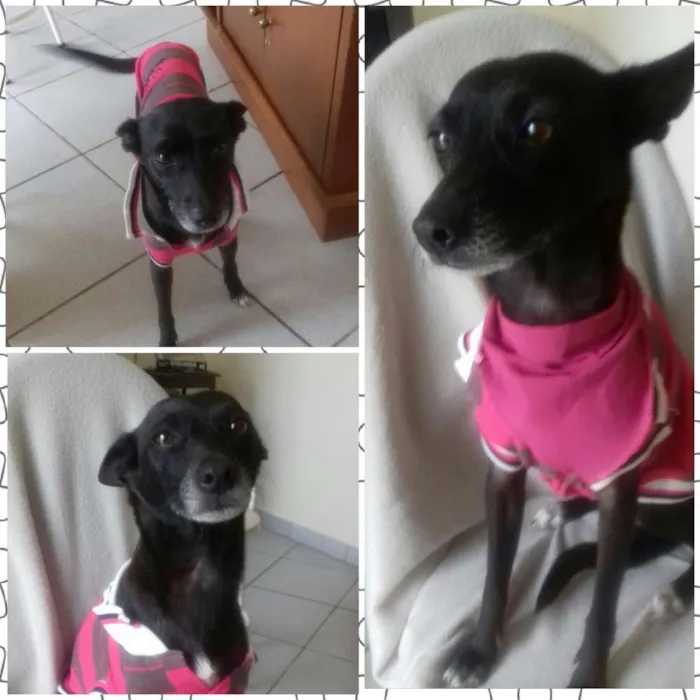 Cachorro raça SRD idade 1 ano nome Priscila