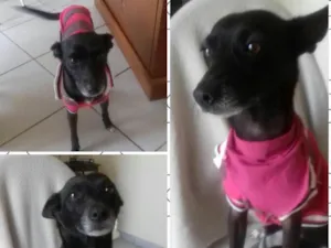 Cachorro raça SRD idade 1 ano nome Priscila