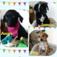 Amora, Yasmim e Meg