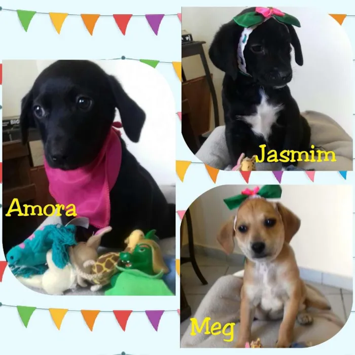 Cachorro raça SRD idade Abaixo de 2 meses nome Amora, Yasmim e Meg
