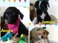 Amora, Yasmim e Meg