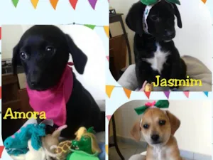 Cachorro raça SRD idade Abaixo de 2 meses nome Amora, Yasmim e Meg