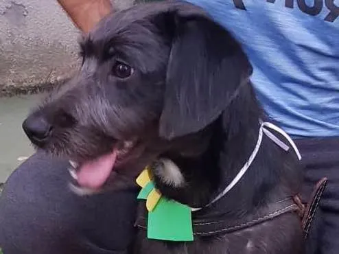 Cachorro ra a SRD idade 2 anos nome FRED