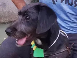 Cachorro raça SRD idade 2 anos nome FRED
