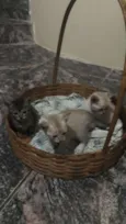 Una, Luna e Tuna