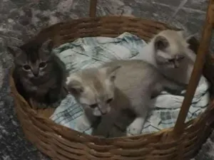 Gato raça Não sei  idade Abaixo de 2 meses nome Una, Luna e Tuna 