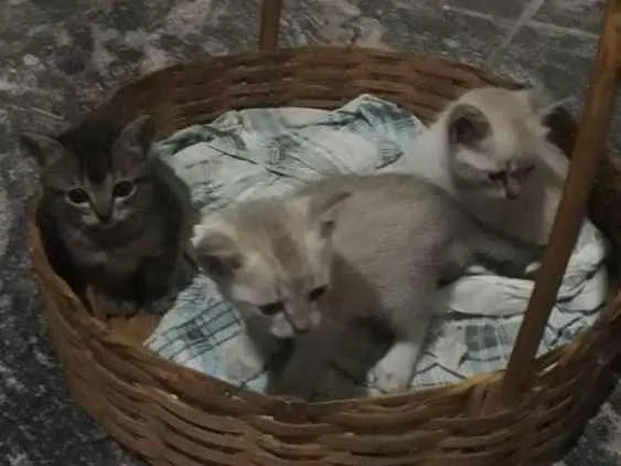 Gato ra a Não sei  idade Abaixo de 2 meses nome Una, Luna e Tuna 