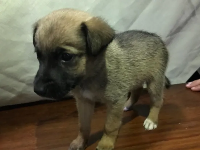 Cachorro ra a Fox terrier  idade Abaixo de 2 meses nome Espetinho