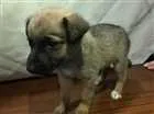 Cachorro raça Fox terrier  idade Abaixo de 2 meses nome Espetinho