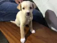 Docinho
