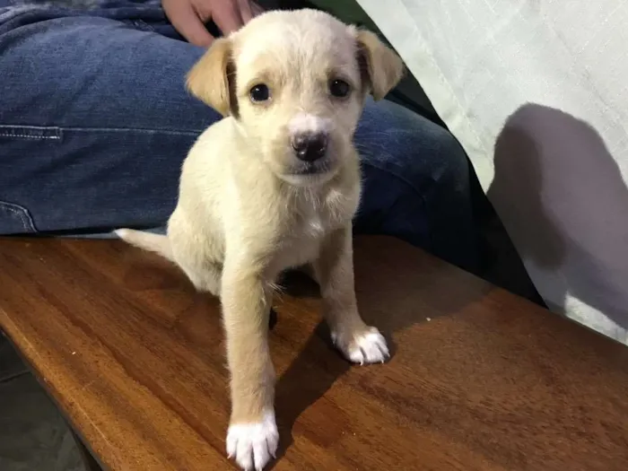 Cachorro ra a Fox terrier  idade Abaixo de 2 meses nome Docinho